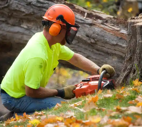 tree services Marcellus